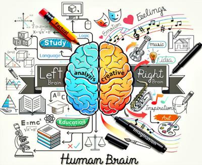 Human Brain  
